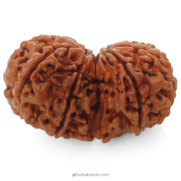 (32.85mm) Gauri Shankar Rudraksha Bead | 9 Mukhi Gauri Shankar Rudraksha | Gauri Shankar Rudraksha Nine Mukhi | Shiva Parvati Nepal Bead | Original Energised 100% Natural Bead