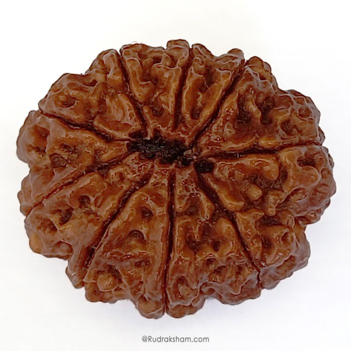 (25.64mm) 9 Mukhi Rudraksha Super Collector Bead | Nau Mukhi, Nine Faced Rudraksha from Nepal | Benefits of 9 Mukhi Super Collector Rudraksha