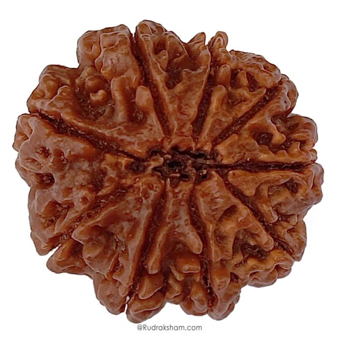 (27.50mm) 9 Mukhi Rudraksha Super Collector Bead | 9 Mukhi Rudraksha Bead | Nau Mukhi, Nine Faced Shiva Bead from Nepal | Rudraksha For Kaal Sarp Removal
