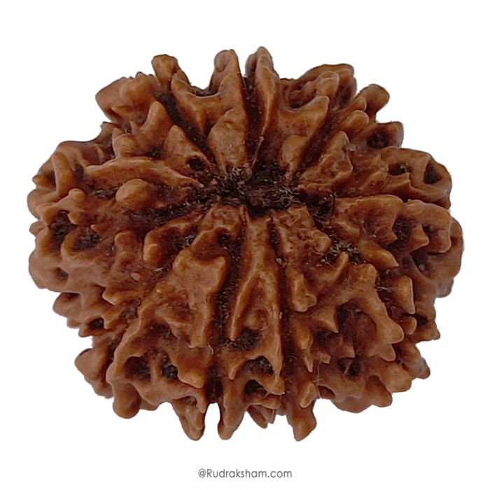 (27.59mm) 9 Mukhi Rudraksha Super Collector Bead | 9 Mukhi Rudraksha Bead | Nau Mukhi, Nine Faced Nepali Rudraksha | 9 Mukhi Rudraksha Mantra