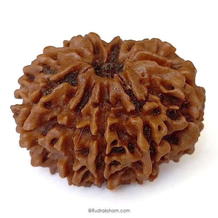 (27.59mm) 9 Mukhi Rudraksha Super Collector Bead | 9 Mukhi Rudraksha Bead | Nau Mukhi, Nine Faced Nepali Rudraksha | 9 Mukhi Rudraksha Mantra