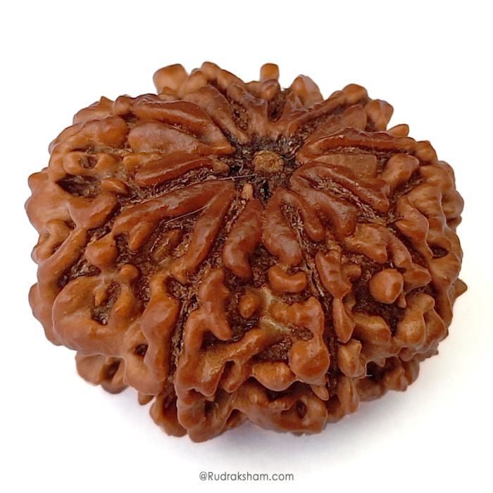 (27.92mm) 9 Mukhi Rudraksha Super Collector Bead | 9 Mukhi Rudraksha Bead | Nau Mukhi, Nine Faced Nepali Rudraksha |Energised and Original 9 mukhi Shiva Bead