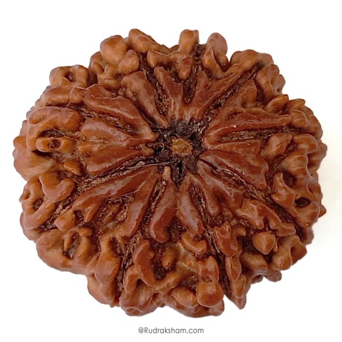 (27.92mm) 9 Mukhi Rudraksha Super Collector Bead | 9 Mukhi Rudraksha Bead | Nau Mukhi, Nine Faced Nepali Rudraksha |Energised and Original 9 mukhi Shiva Bead