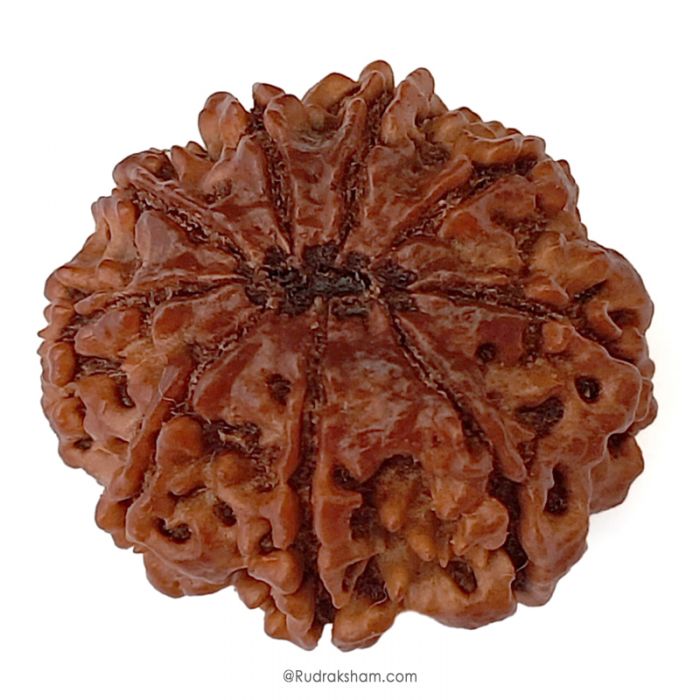 (27.92mm) 9 Mukhi Rudraksha Super Collector Bead | 9 Mukhi Rudraksha Bead | Nau Mukhi, Nine Faced Nepali Rudraksha |Energised and Original 9 mukhi Shiva Bead