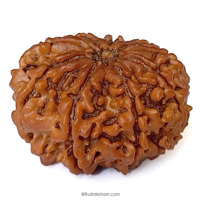 (27.92mm) 9 Mukhi Rudraksha Super Collector Bead | 9 Mukhi Rudraksha Bead | Nau Mukhi, Nine Faced Nepali Rudraksha |Energised and Original 9 mukhi Shiva Bead