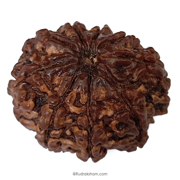 (29.52mm) 9 Mukhi Rudraksha Super Collector Bead | 9 Mukhi Rudraksha Bead | Nau Mukhi, Nine Faced Rudraksha from Nepal | Authentic Pure Natural 9 Mukhi - Super Collector Rudraksha Bead