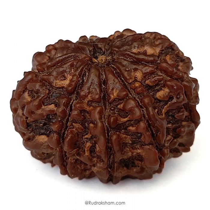 (29.52mm) 9 Mukhi Rudraksha Super Collector Bead | 9 Mukhi Rudraksha Bead | Nau Mukhi, Nine Faced Rudraksha from Nepal | Authentic Pure Natural 9 Mukhi - Super Collector Rudraksha Bead