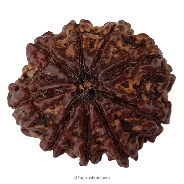 (29.52mm) 9 Mukhi Rudraksha Super Collector Bead | 9 Mukhi Rudraksha Bead | Nau Mukhi, Nine Faced Rudraksha from Nepal | Authentic Pure Natural 9 Mukhi - Super Collector Rudraksha Bead
