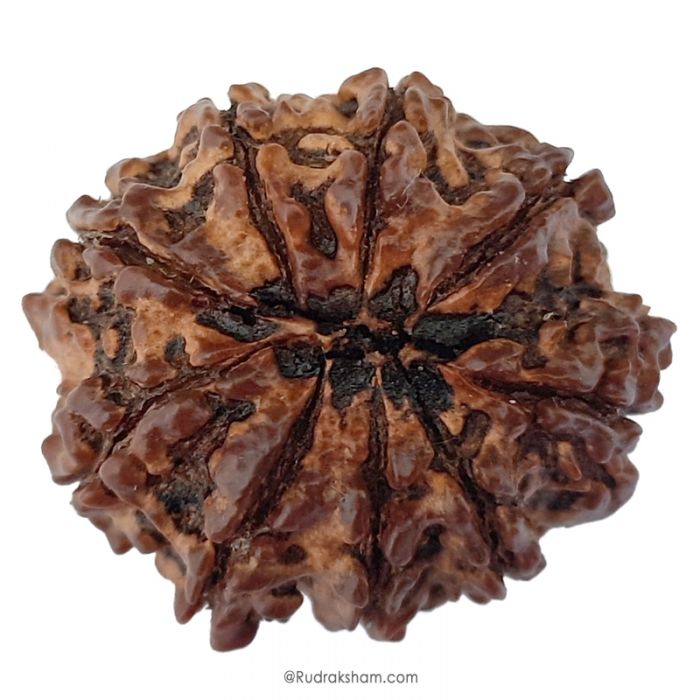(29.52mm) 9 Mukhi Rudraksha Super Collector Bead | 9 Mukhi Rudraksha Bead | Nau Mukhi, Nine Faced Rudraksha from Nepal | Authentic Pure Natural 9 Mukhi - Super Collector Rudraksha Bead