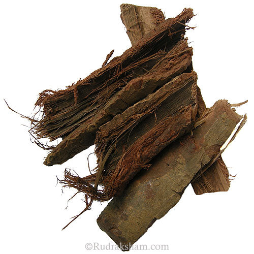  Ashoka - Saraca Asoca Herb