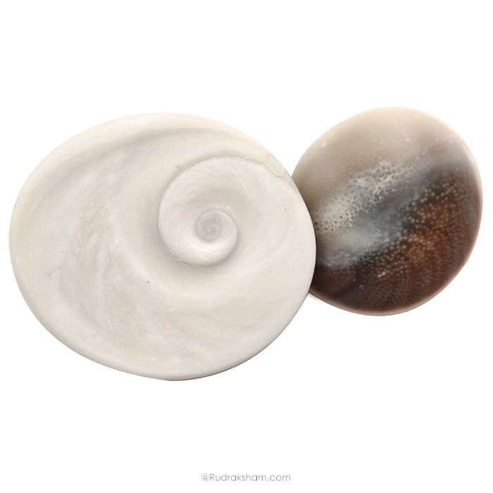 Pair of 2 Gomati Chakra Shells from Gomti River, Natural and Original Gomati Chakra for Vastu and Pooja, Pack of 2 Large pieces