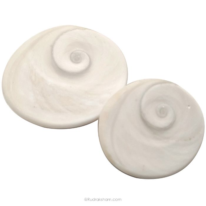 Pair of 2 Gomati Chakra Shells from Gomti River, Natural and Original Gomati Chakra for Vastu and Pooja, Pack of 2 Large pieces