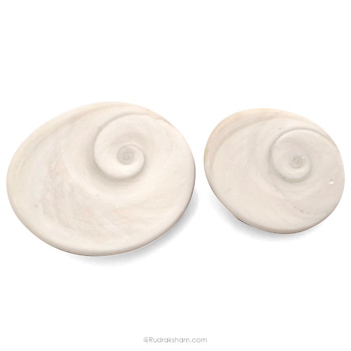 Pair of 2 Gomati Chakra Shells from Gomti River, Natural and Original Gomati Chakra for Vastu and Pooja, Pack of 2 Large pieces