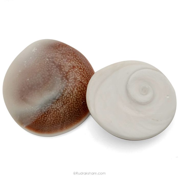 Pair of 2 Gomati Chakra Shells from Gomti River, Natural and Original Gomati Chakra for Vastu and Pooja, Pack of 2 Large pieces