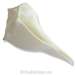 Right Hand Conch Shell Small 1 inch / 1.5 Inch