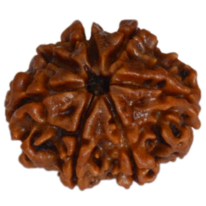 7 Mukhi Rudraksha Bead | Buy Online Nepal bead Seven faced original energised Rudraksha Bead | Saat Mukhi