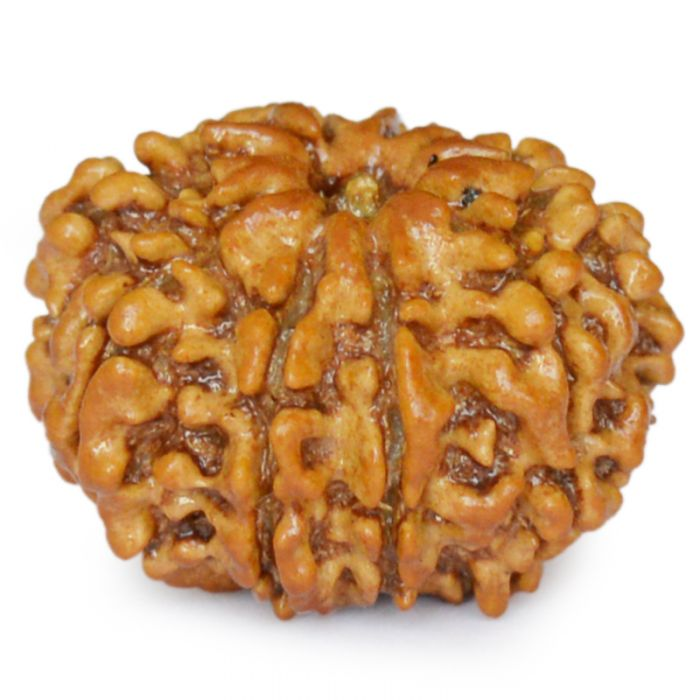 9 Mukhi Rudraksha Bead | 9 Faced Nepal Rudraksha Bead Original and Energised Nau Mukhi | Buy Online 9 Mukhi Rudraksha