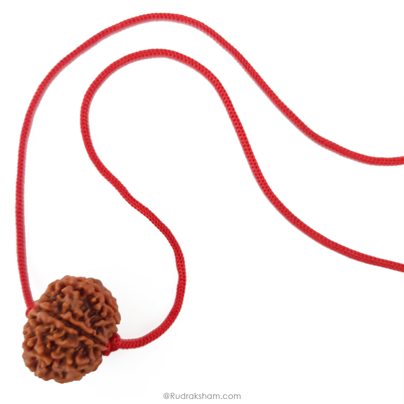 9 Mukhi Rudraksha Bead | 9 Faced Nepal Rudraksha Bead Original and Energised Nau Mukhi | Buy Online 9 Mukhi Rudraksha