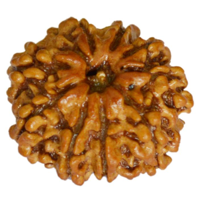 9 Mukhi Rudraksha Bead | 9 Faced Nepal Rudraksha Bead Original and Energised Nau Mukhi | Buy Online 9 Mukhi Rudraksha