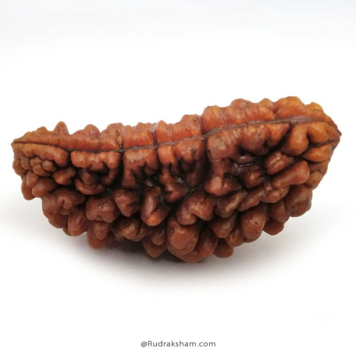 1 Mukhi Rudraksha Bead | Ek Mukhi Rudraksha Indian Origin One Mukhi Rudraksha Bead Kaju Dana Rudraksha | High Quality