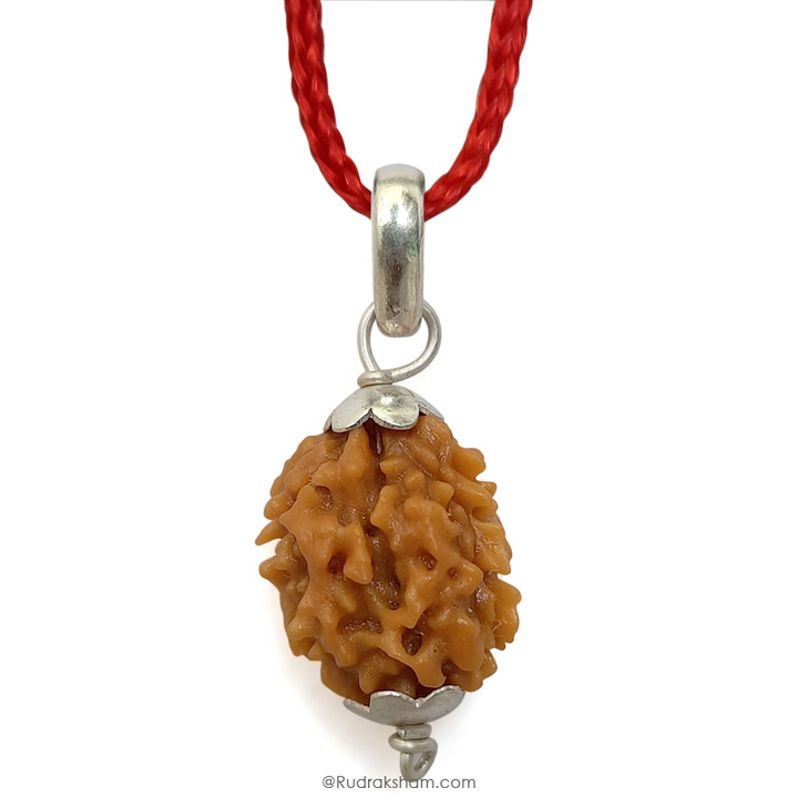 2 Mukhi Rudraksha Bead |Two faced Rudraksha Bead Online Do Mukhi Indian / Nepal Bead Natural and Pure .