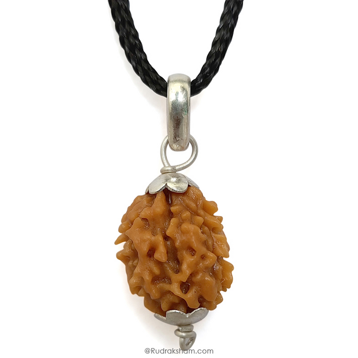 2 Mukhi Rudraksha Bead |Two faced Rudraksha Bead Online Do Mukhi Indian / Nepal Bead Natural and Pure .