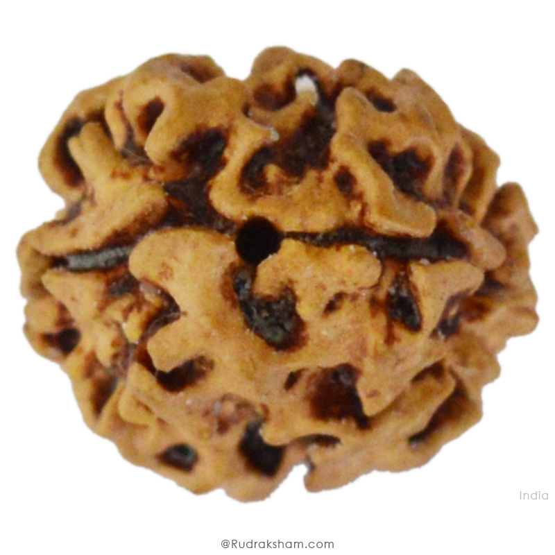 2 Mukhi Rudraksha Bead |Two faced Rudraksha Bead Online Do Mukhi Indian / Nepal Bead Natural and Pure .