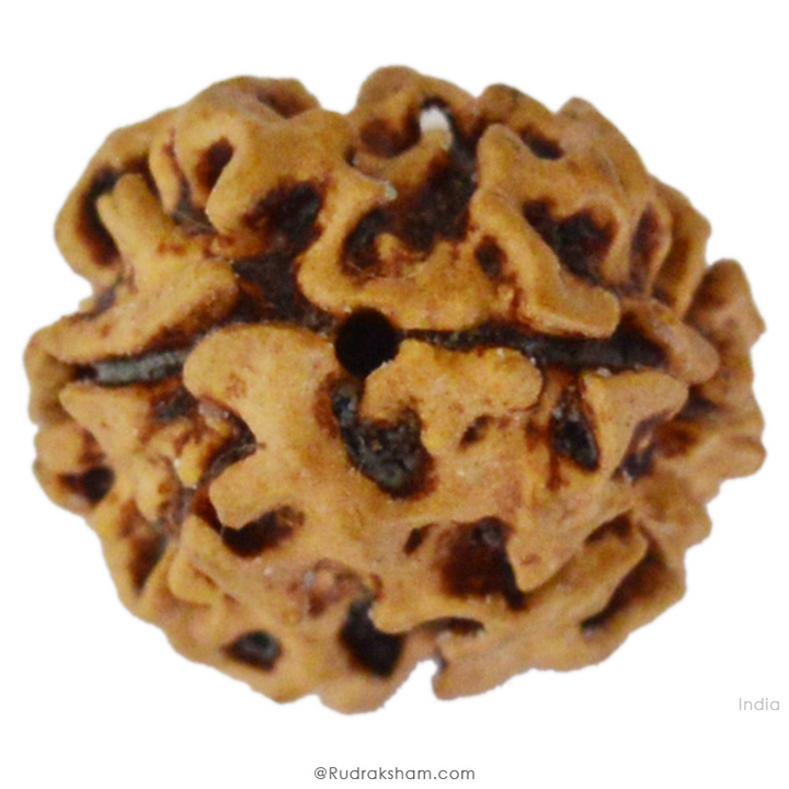 2 Mukhi Rudraksha Bead |Two faced Rudraksha Bead Online Do Mukhi Indian / Nepal Bead Natural and Pure .
