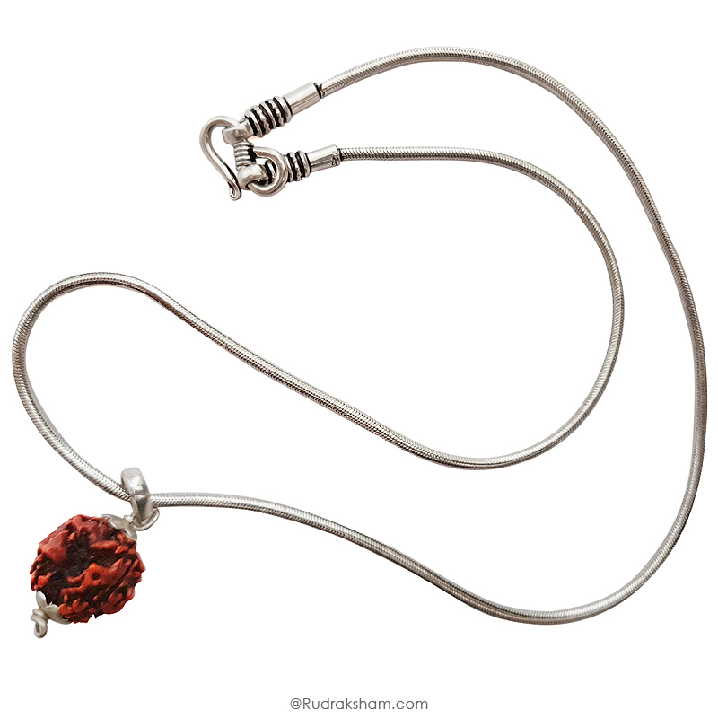 3 Mukhi Rudraksha Bead | Original Three Faced Nepal Rudraksha Bead | Authentic Rudraksha Teen Mukhi