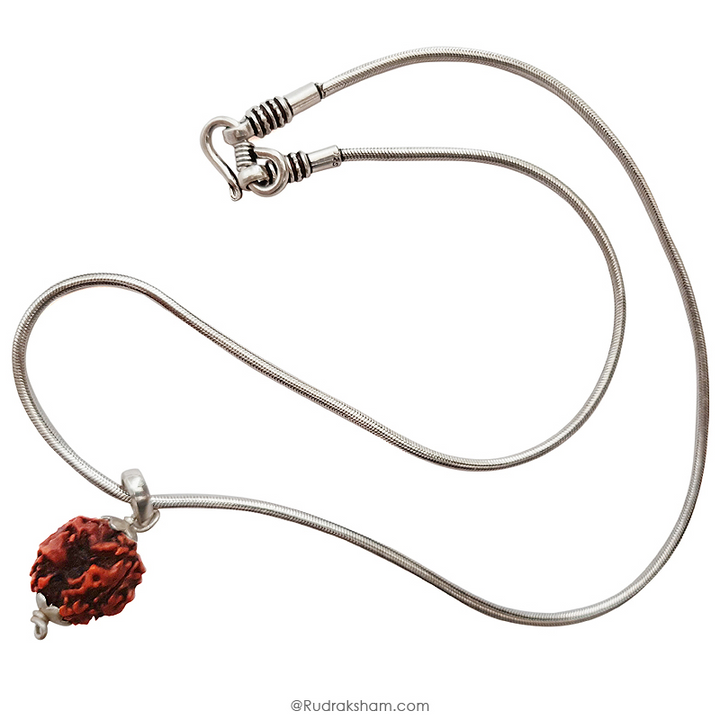 3 Mukhi Rudraksha Bead | Original Three Faced Nepal Rudraksha Bead | Authentic Rudraksha Teen Mukhi