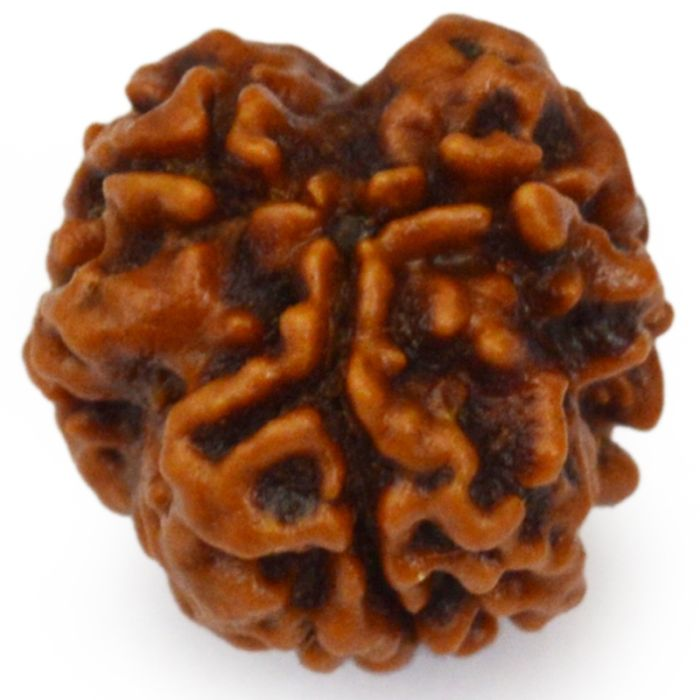 3 Mukhi Rudraksha Bead | Original Three Faced Nepal Rudraksha Bead | Authentic Rudraksha Teen Mukhi