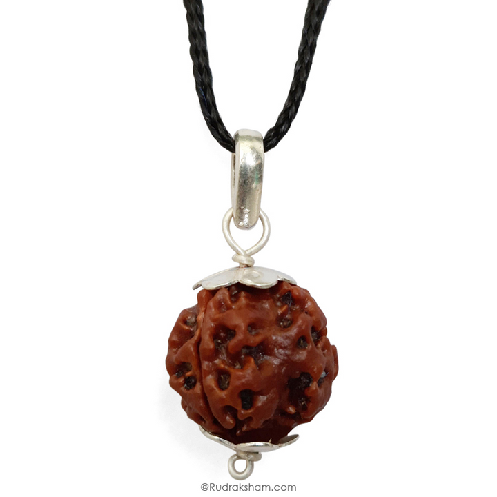 3 Mukhi Rudraksha Bead | Original Three Faced Nepal Rudraksha Bead | Authentic Rudraksha Teen Mukhi