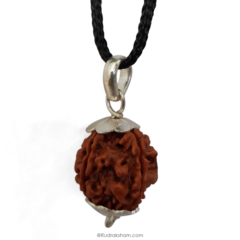 4 Mukhi Rudraksha Bead | 4 Faced Rudraksha From Nepal Buy Original & Genuine Beads Char Mukhi