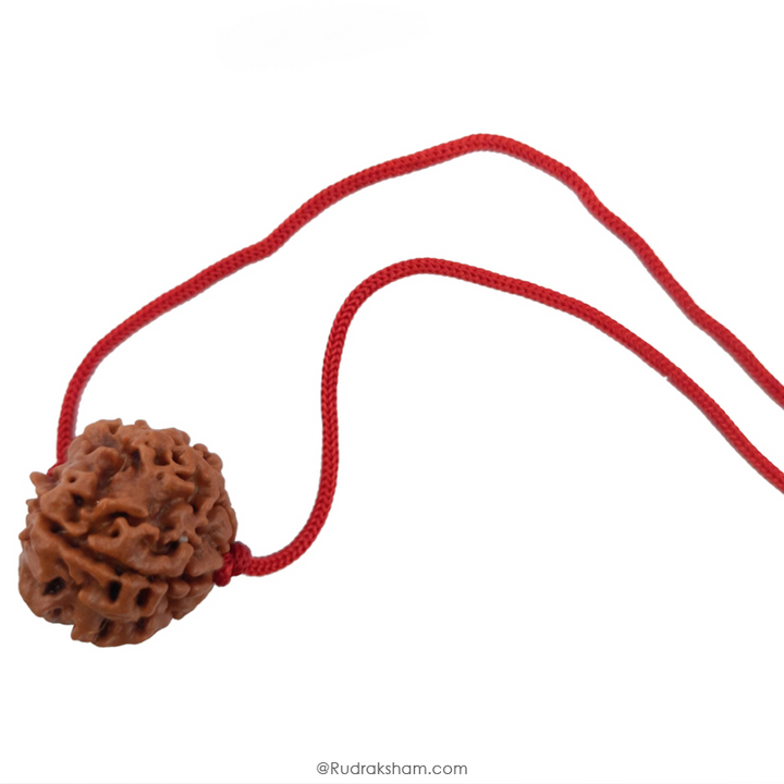 5 Mukhi Rudraksha Bead, Original and Pure 5 Faced Nepal Bead Paanch Mukhi
