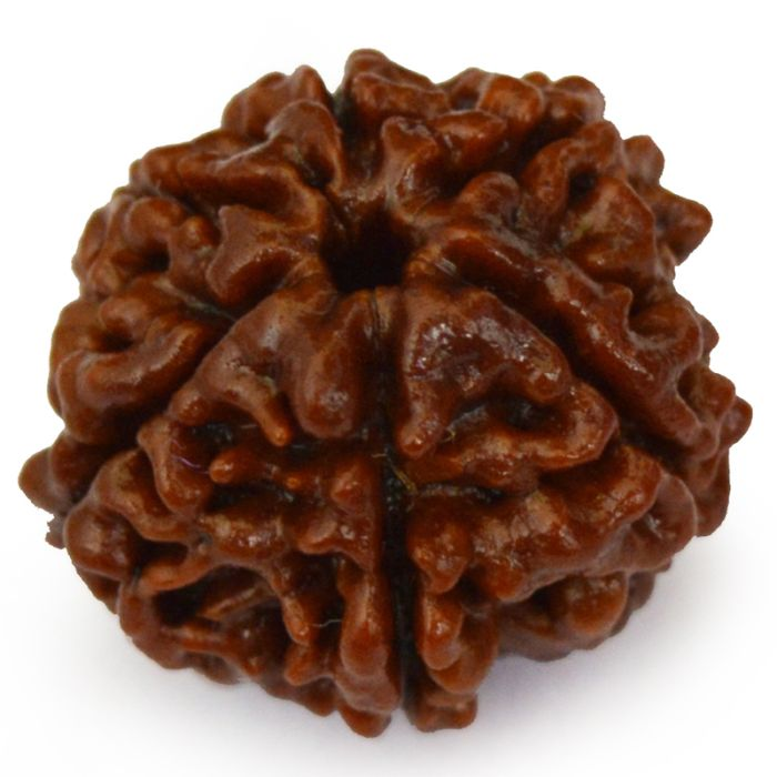 6 Mukhi Rudraksha Bead from Nepal, Six Mukhi Faced Spiritual Rudraksha Bead