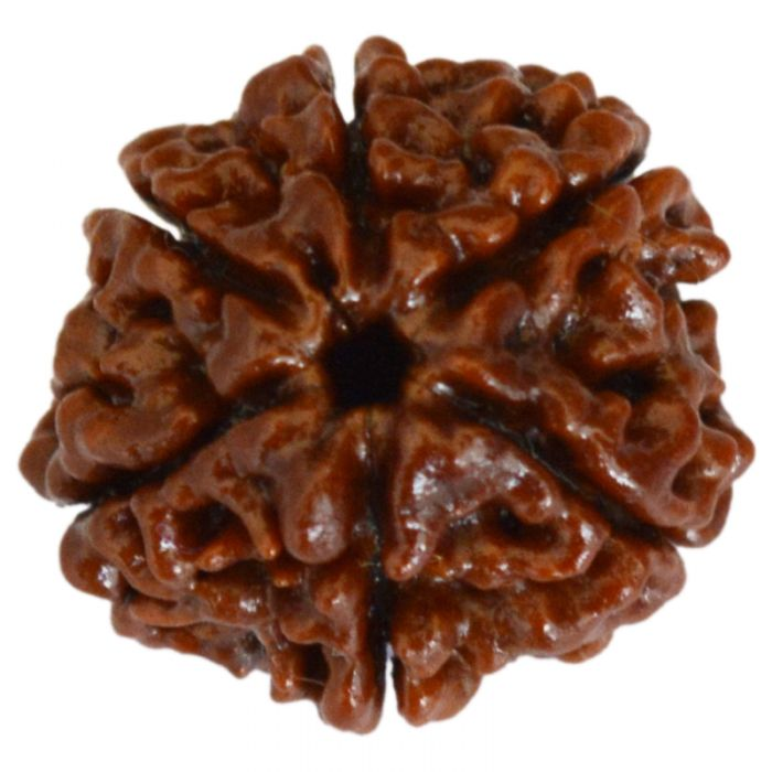6 Mukhi Rudraksha Bead from Nepal, Six Mukhi Faced Spiritual Rudraksha Bead