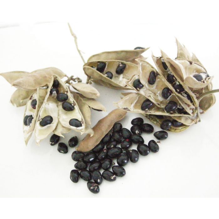 Black Chirmi Beads / Kaali Gunja Seed Beads, Black Gunja 51 Beads Set, To remove Black Magic & Evil, Bring Good Luck and Wealth