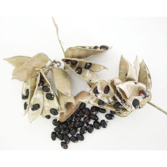 Black Chirmi Beads in Copper Box Engraved With Silver Polish, Black Gunja Seeds, Kaali Gunja Beads 21 beads in box, To remove Black Magic & Evil, Bring Good Luck and Wealth