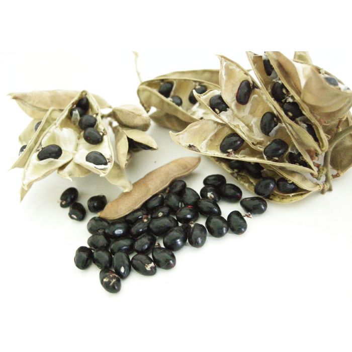 Black Chirmi Beads in Copper Box Engraved With Silver Polish, Black Gunja Seeds, Kaali Gunja Beads 21 beads in box, To remove Black Magic & Evil, Bring Good Luck and Wealth