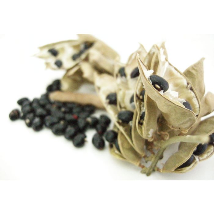Black Chirmi Beads / Kaali Gunja Seed Beads, Black Gunja 51 Beads Set, To remove Black Magic & Evil, Bring Good Luck and Wealth