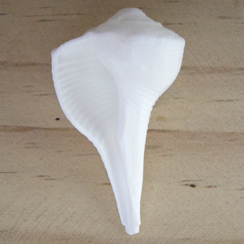 Right Hand Conch Shell Small 1 inch / 1.5 Inch
