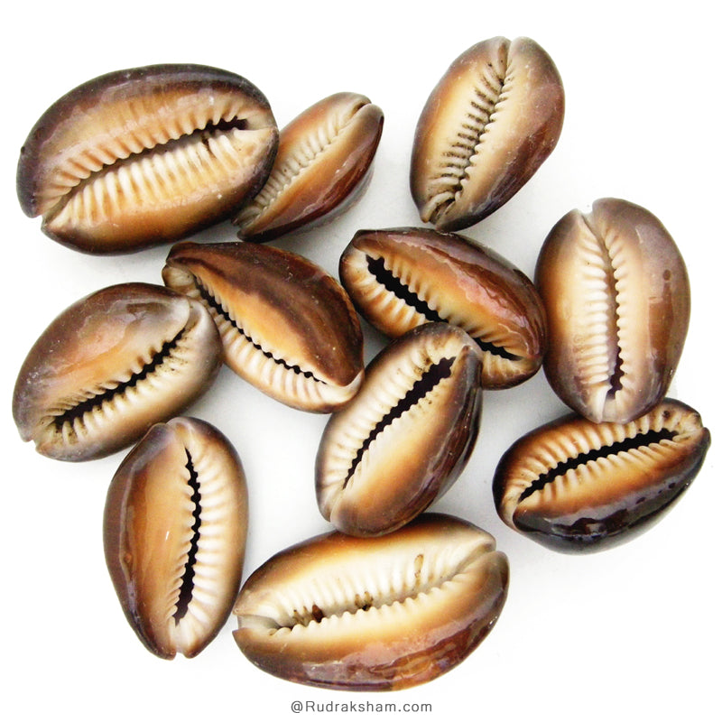 Natural Black Kaudi / Cowrie Shells | Kauri Shell | Black Cowrie Sea Shells