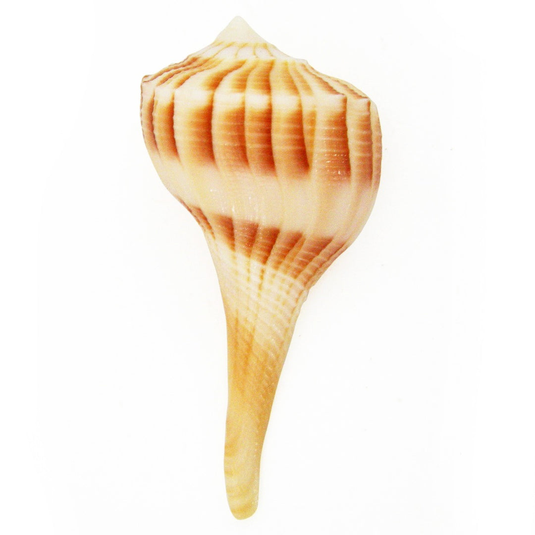  Pooja Sankh for Wealth and Prosperity