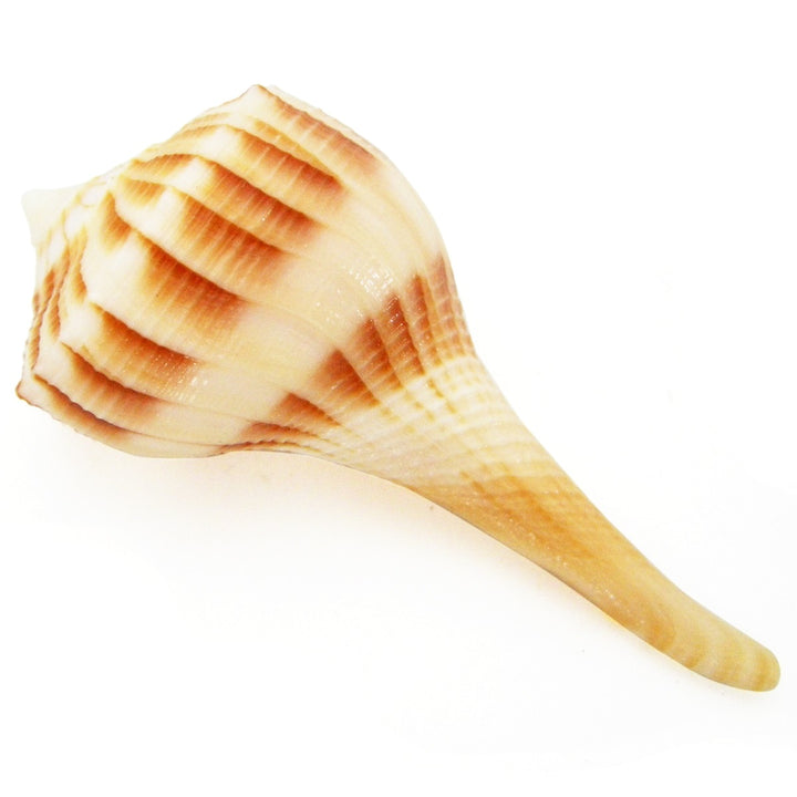 Right Hand Conch Shell | Dakshinavarti Shankha | Valampuri Right Hand Conch Shell
