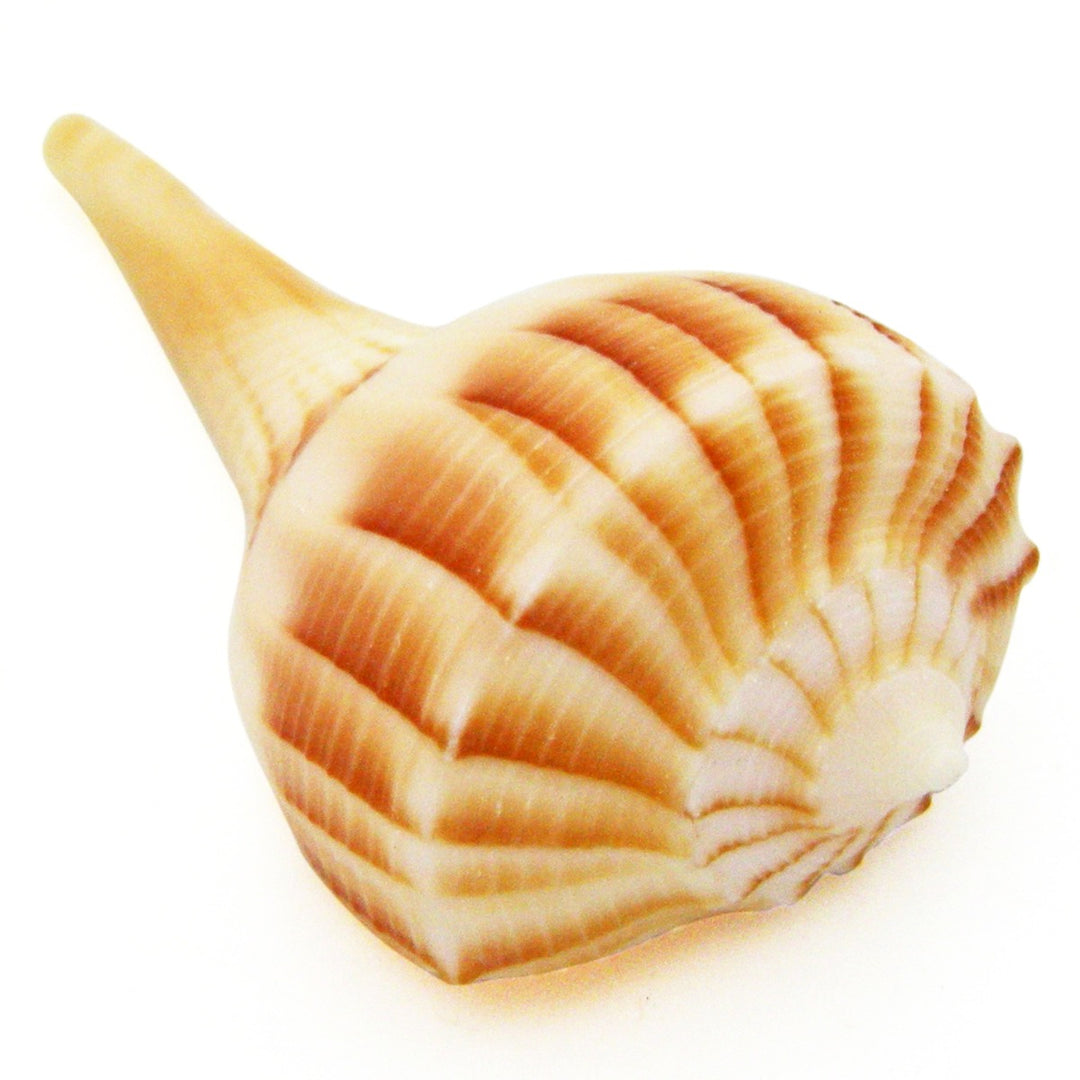  Pooja Sankh for Wealth and Prosperity