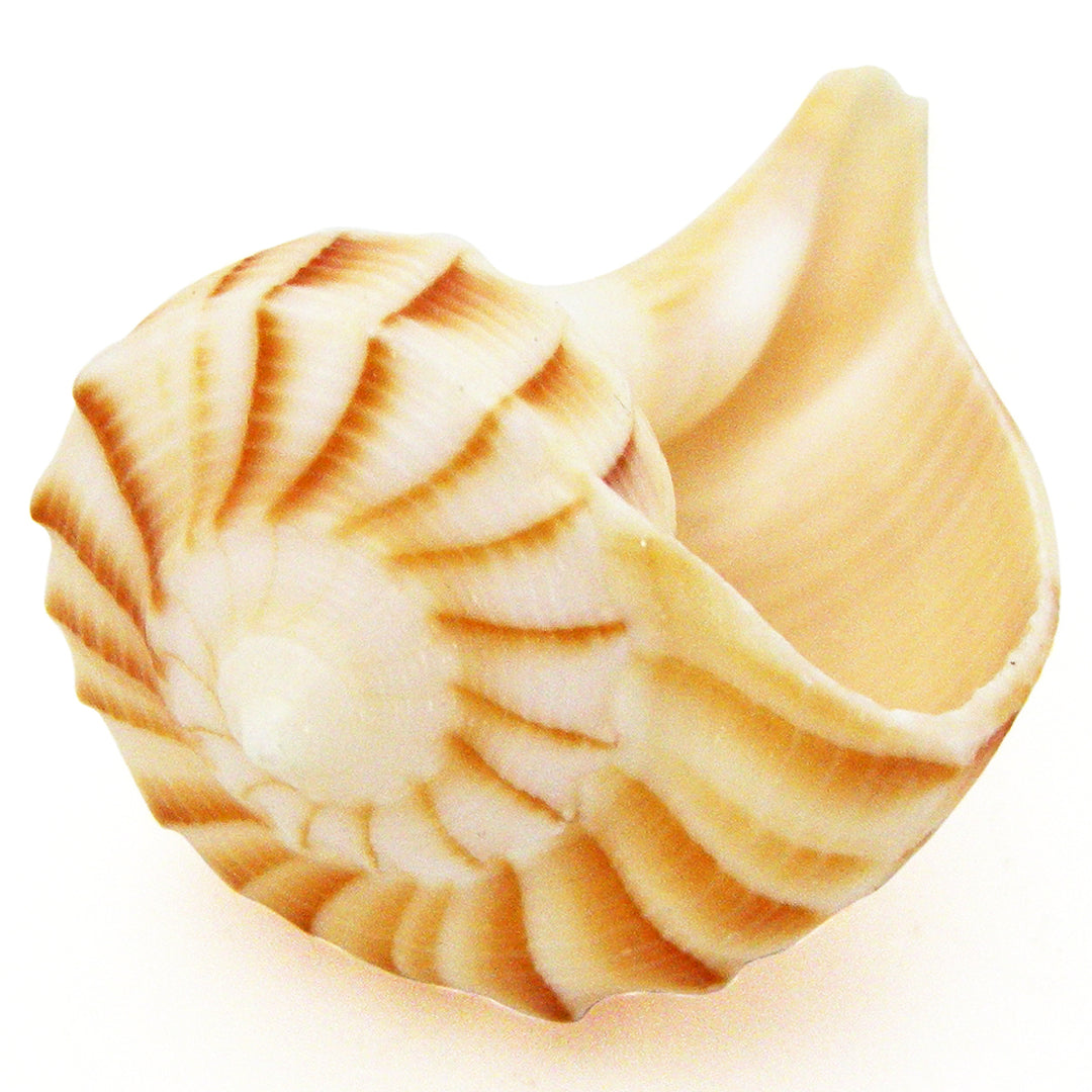 Right Hand Conch Shell | Dakshinavarti Shankha | Valampuri Right Hand Conch Shell