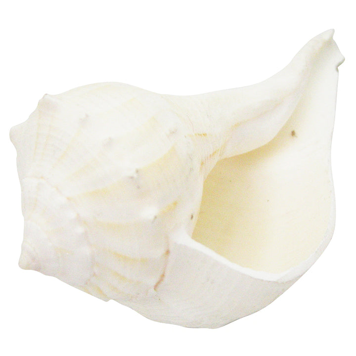 Right Hand Conch Shell - 4.5 Inches