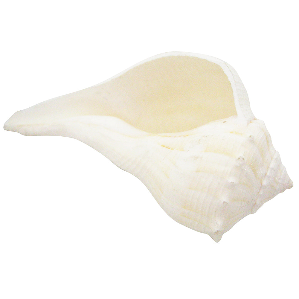  Dakshinavarti Shankha