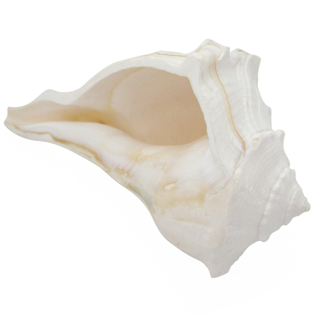 Right Hand Conch Shell - 5 Inches