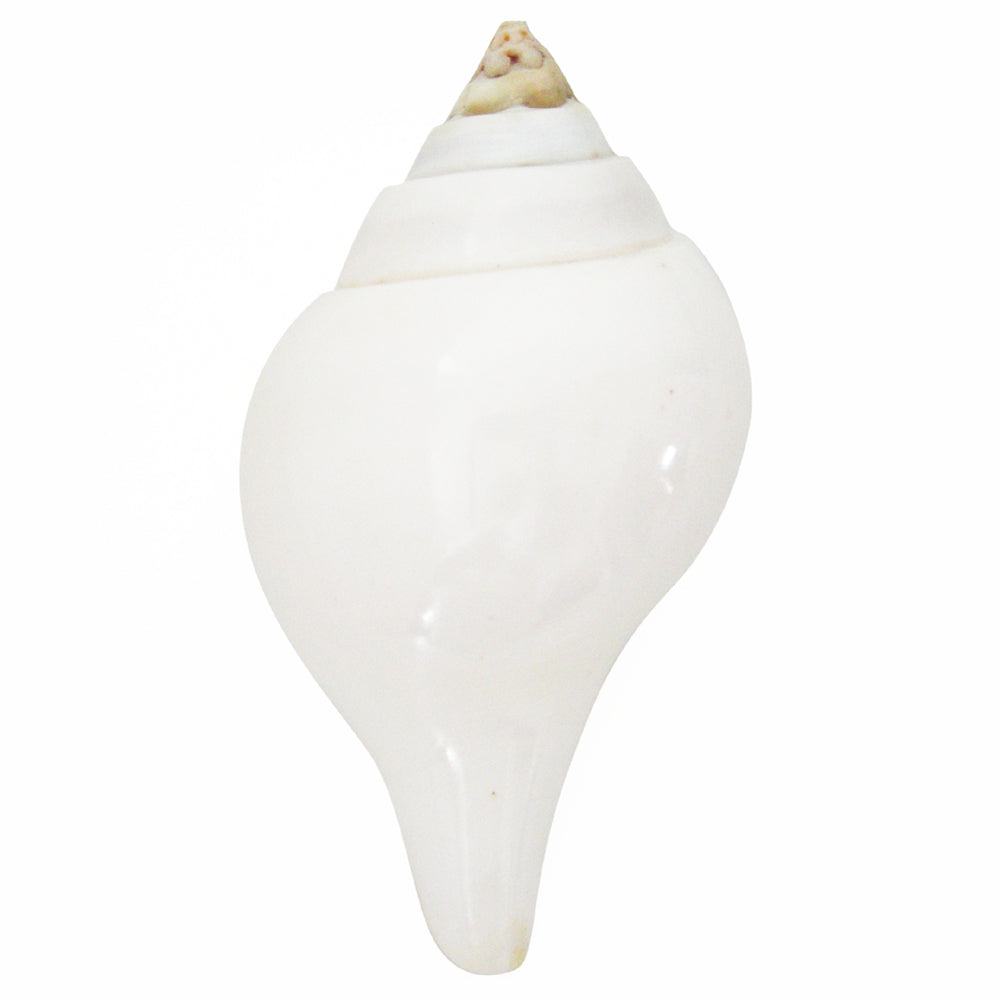 Natural Jal Shankh | Vamavarti Left Handed Natural Sankha Conch Shell To Offer Water To God | White Conch Shell Jal Sankha | Large